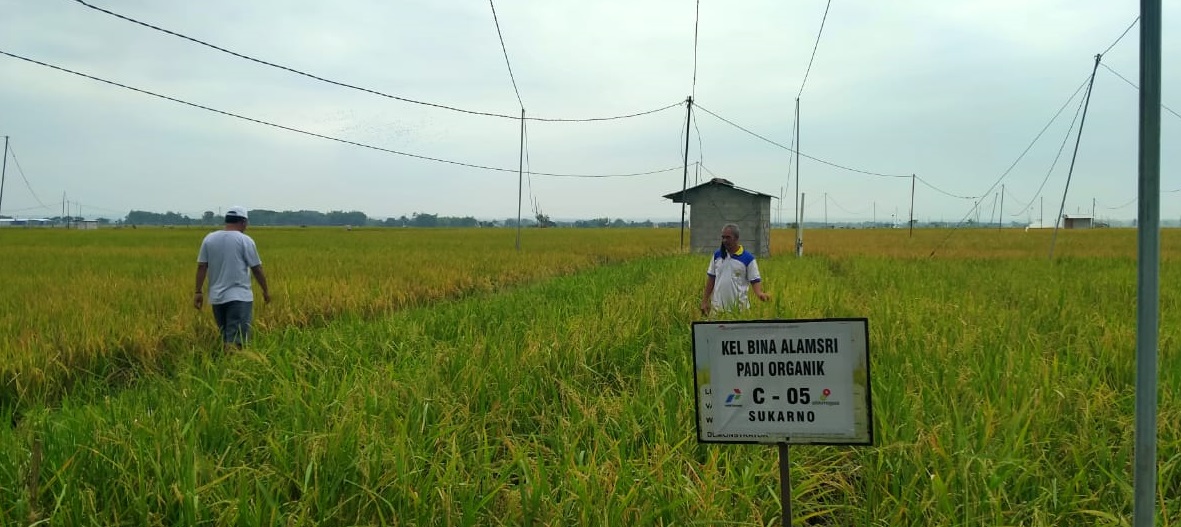 Pertamina EP Asset 4 Field Cepu Mendorong Pertanian Sehat Ramah Lingkungan Berkelanjutan